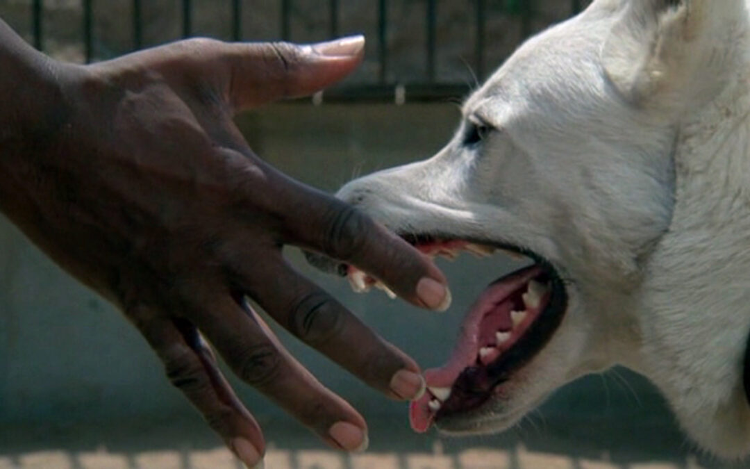 White Dog / Dressé pour tuer (1982)
