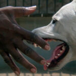 White Dog (1982)