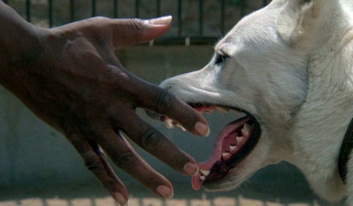 White Dog (1982)